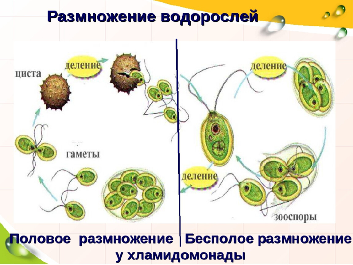 Для водорослей характерно размножение. Стадии развития хламидомонады. Размножение водорослей хламидомонада схема. Размножение одноклеточных водорослей схема. Бесполое размножение хламидомонады.