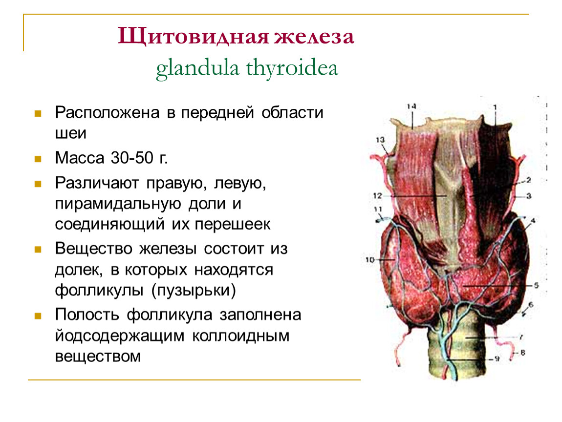 РАК ЩИТОВИДНОЙ ЖЕЛЕЗЫ. ГОРМОНЫ ЩИТОВИДНОЙ ЖЕЛЕЗЫ