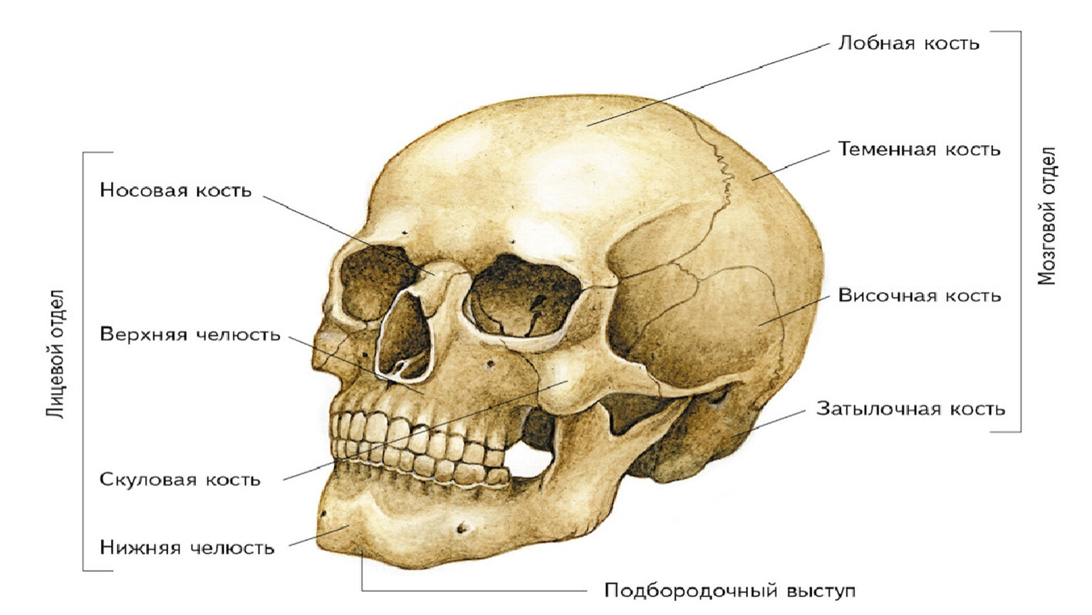 Строение скелета головы человека
