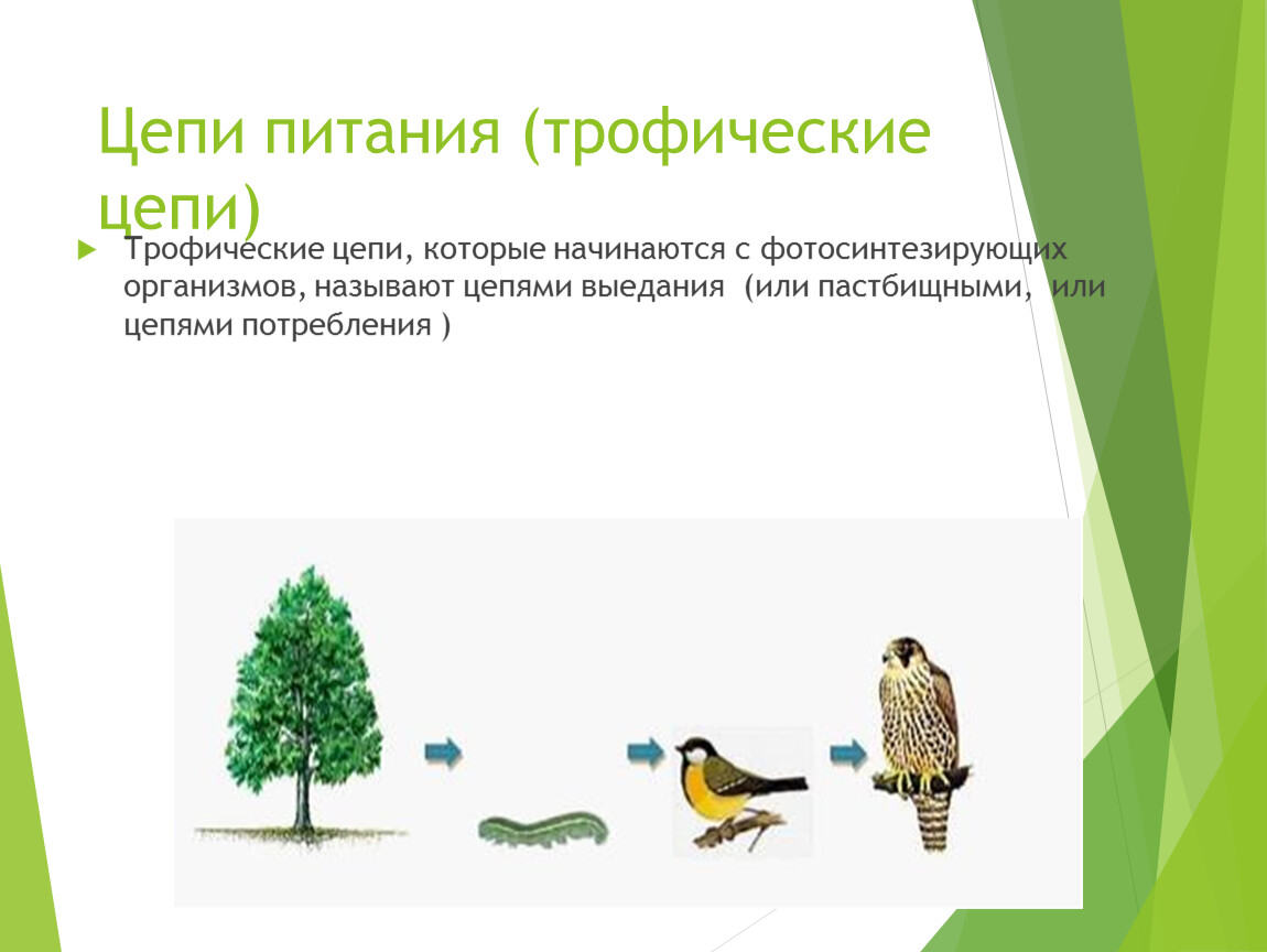 Пастбищная цепь. Трофические цепи это кратко. Трофические цепи начинающиеся с фотосинтезирующих организмов. Цепи питания начинаются с фотосинтезирующих организмов называют. Цепочка пастбищных кормов начинается.