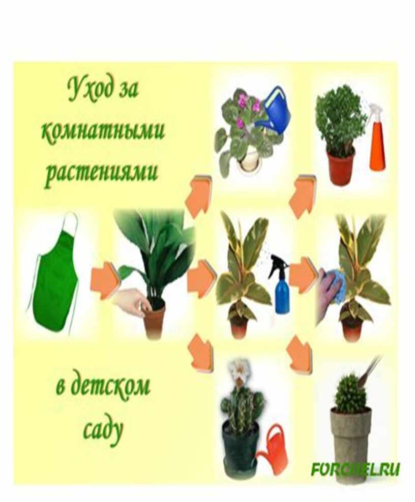 детям о комнатных растениях в детском саду. уходзакомнатнымирасстениями. как ухаживать за комнатными растениями. поливка комнатных растений. способы ухода за растениями.