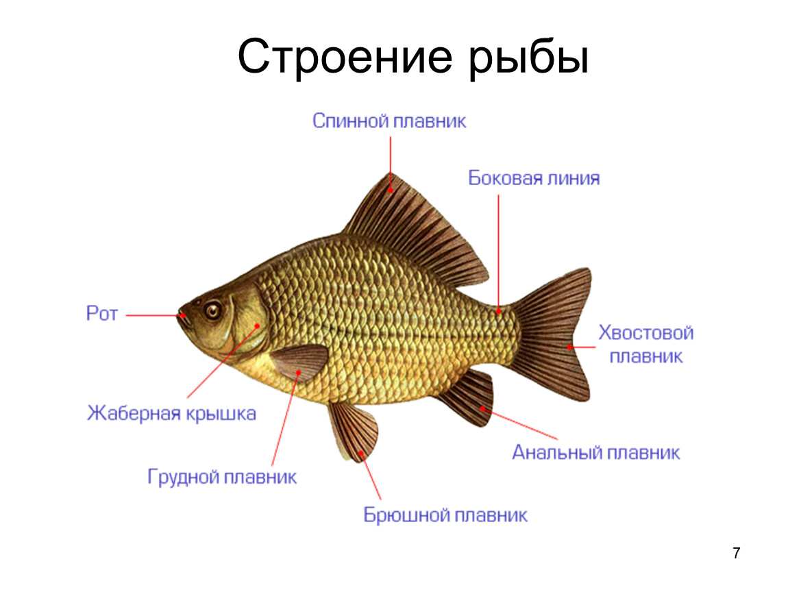 Класс рыбы плавники. Внешнее строение рыбы карась. Внешнее строение сазана. Внешнее строение рыбы 7. Внешнее строение рыбы 7 класс биология.