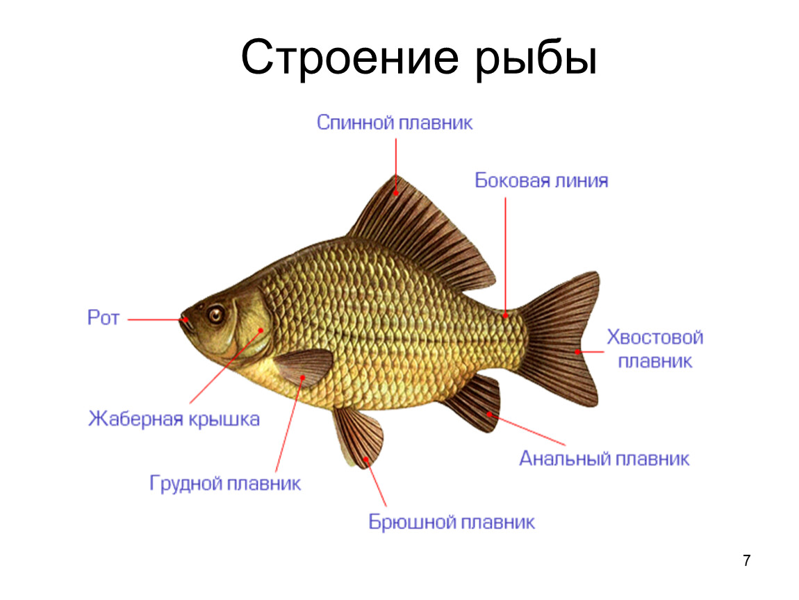 Рыбы биология. Внешнее строение рыбы карась. Внешнее строение карася. Схема внешнего строения рыбы. Внешнее строение рыб плавники.