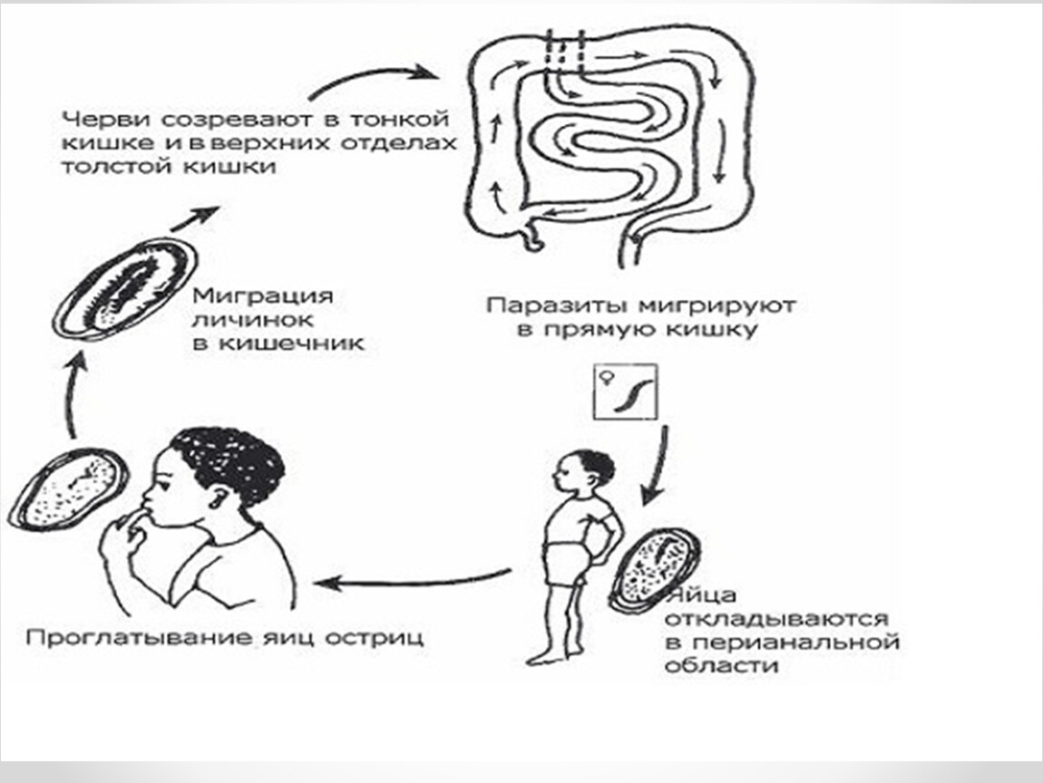 Острица цикл развития