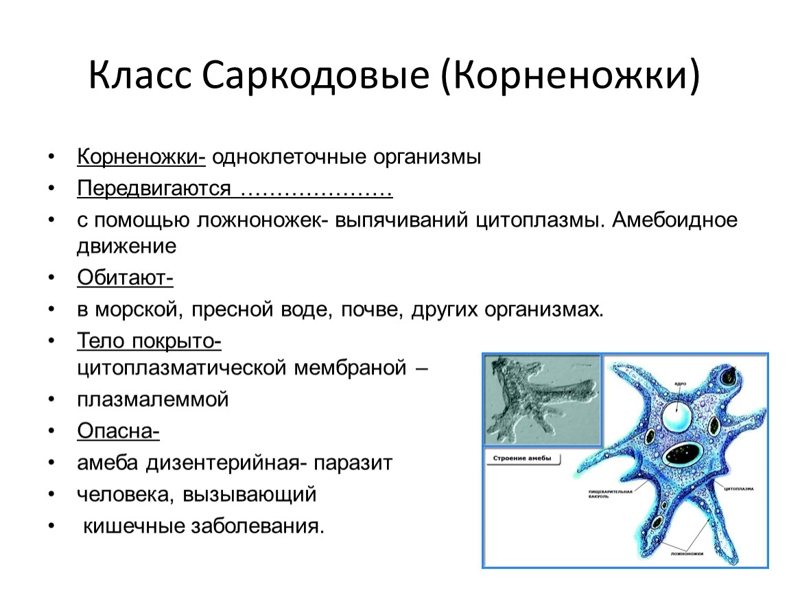 Каких животных объединяют в группу корненожки составить план ответа об особенностях амебы