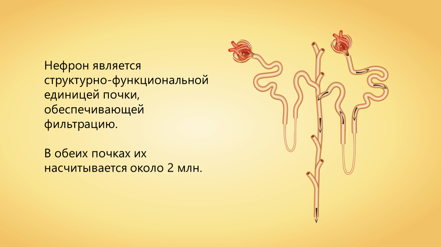 Структурно функциональной единицей почки является. Нефрон структурная и функциональная единица почки. Строение нефрона. Целостной структурной единицей почки является. Нефрон синквейн.