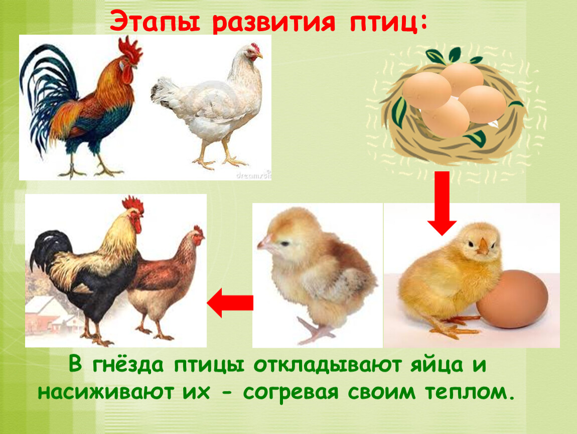 Тест размножение птиц. Развитие животных. Размножение и развитие птиц. Модель развития животных 3 класс. Этапы развития птиц.