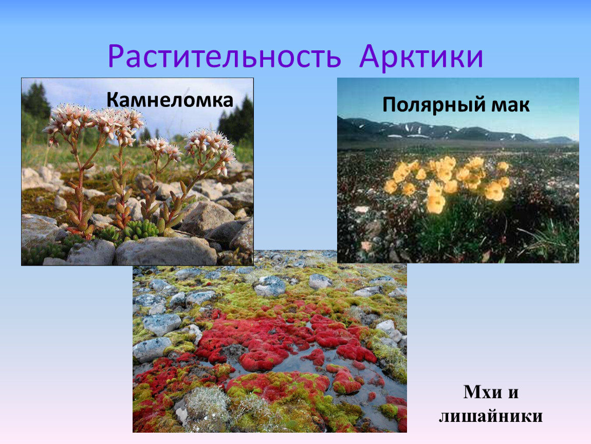 Какие растения есть в арктике. Растения арктических пустынь России. Арктика Полярный Мак лишайники мхи. Растения арктических пустынь Евразии. Растения тундры Полярный Мак.