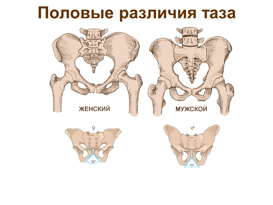 Половые различия женщин. Строение скелета таза женщины и мужчины. Скелет человека анатомия кости таза у женщин. Строение таза у женщин анатомия кости. Отличие мужского и женского таза анатомия.
