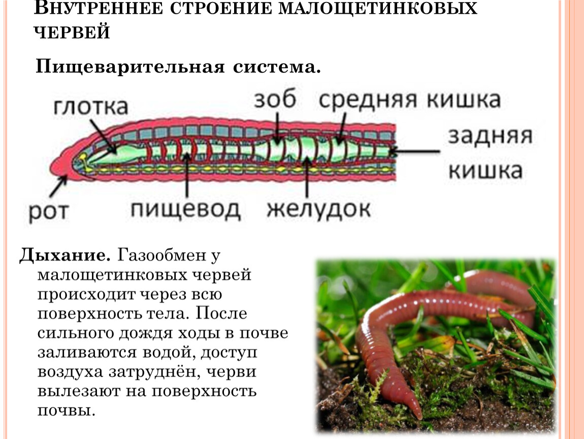 Строение и жизнедеятельность червей. Пищеварительная система малощетинковых кольчатых червей. Малощетинковые черви внешнее. Параподии у малощетинковых червей. Жизненный цикл малощетинковых червей.