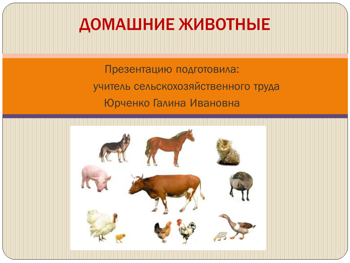 Тема домашние животные 3 класс. Презентация на тему домашние животные. Домашние животные 5 класс. Животные презентация 5 класс. Домашние животные это определение.
