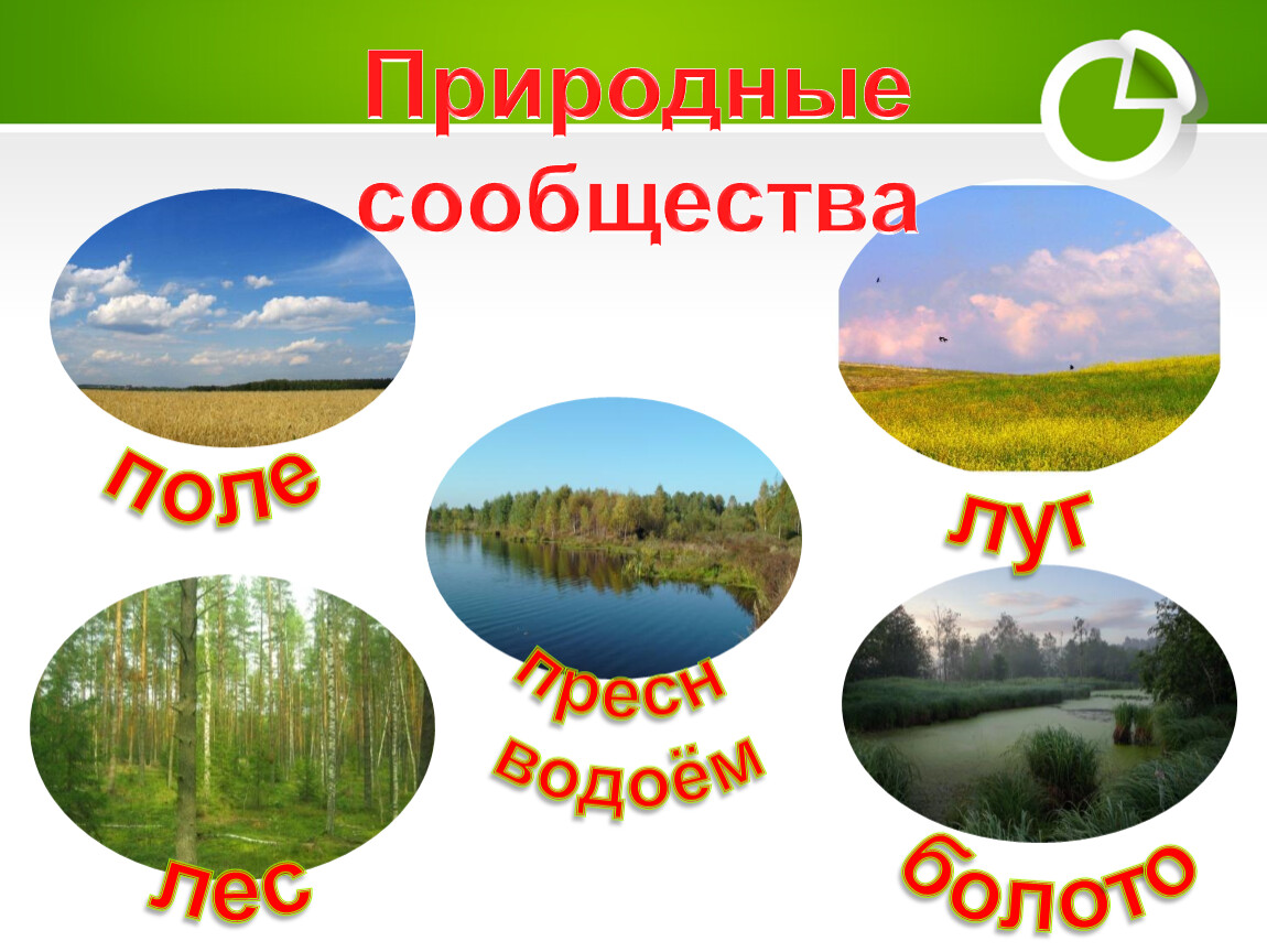 Примеры природных сообществ 3 класс. Природное сообщество поле. Природные сообщества России. Поле искусственное природное сообщество. Природное сообщество поле 3 класс.