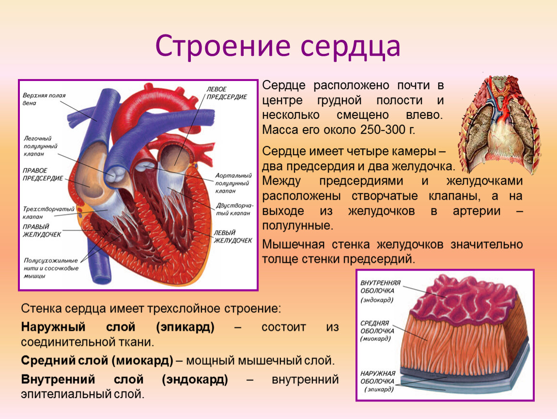 Слои предсердия. Строение сердца собаки. Строение сердца млекопитающих. Строение сердца млекопитающих 7 класс биология. Строение сердца анатомия.