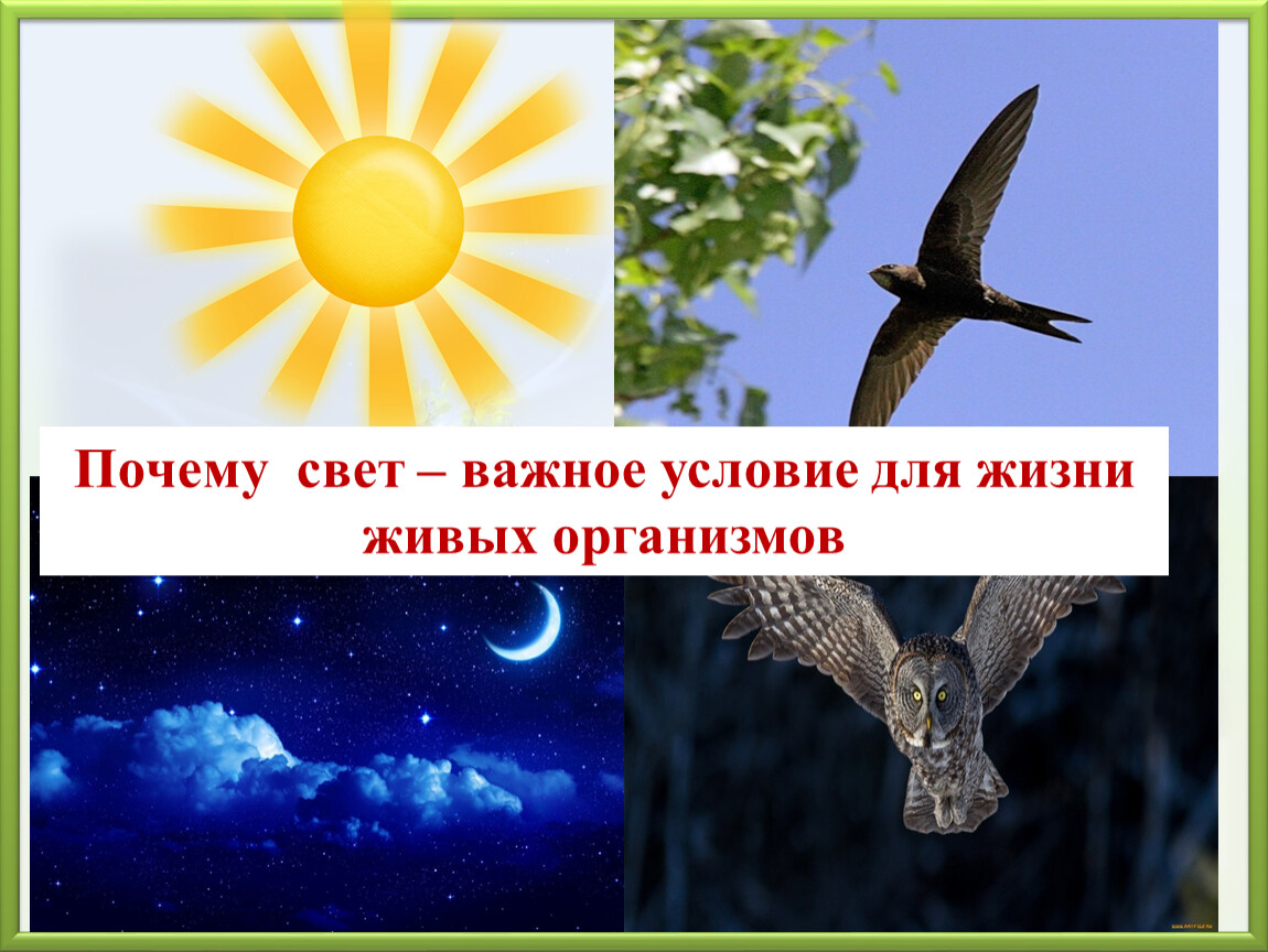 Наземно воздушная среда обитания 5 класс проверочная. Наземно воздушная среда картинки для презентации. Воздушная среда обитания птиц. Воздушная среда фото для презентации. Цепь питания наземно воздушной среды.