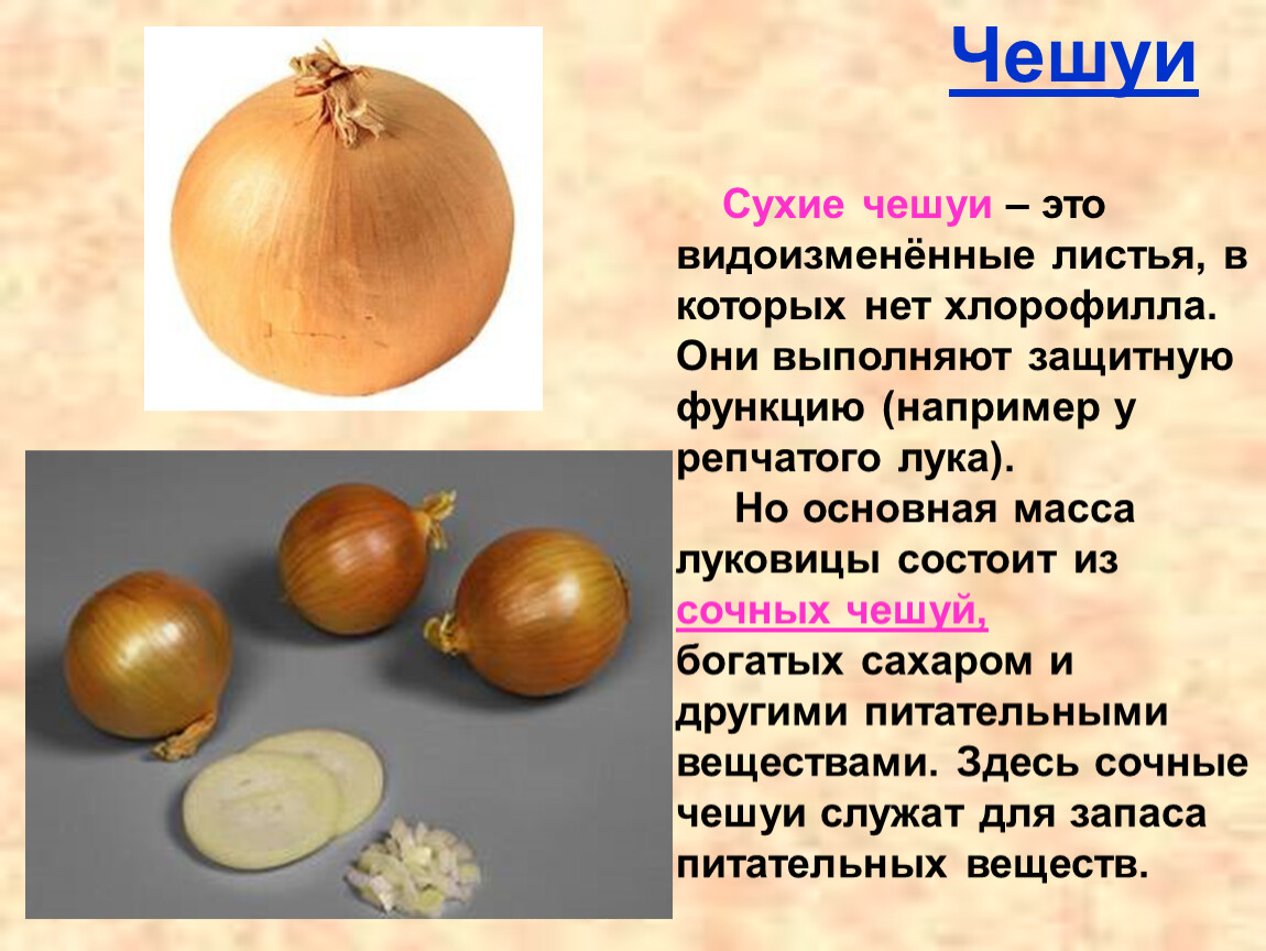 Какую функцию в луковице выполняют сочные листья. Сухие чешуи луковицы. Какое значение имеют сухие чешуи у луковицы.
