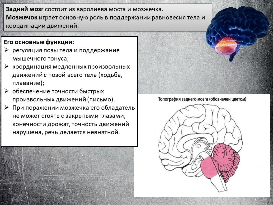 В задний мозг входит мозжечок. Функции варолиева моста анатомия. Строение мозга варолиев мост. Варолиев мост и мозжечок. Задний мозг варолиев мост функции.