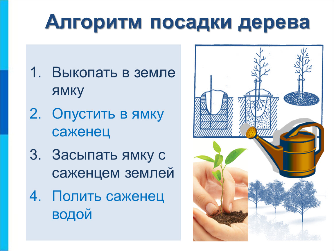 Тебе нужно посадить дерево составь план своих действий для этого выбери из