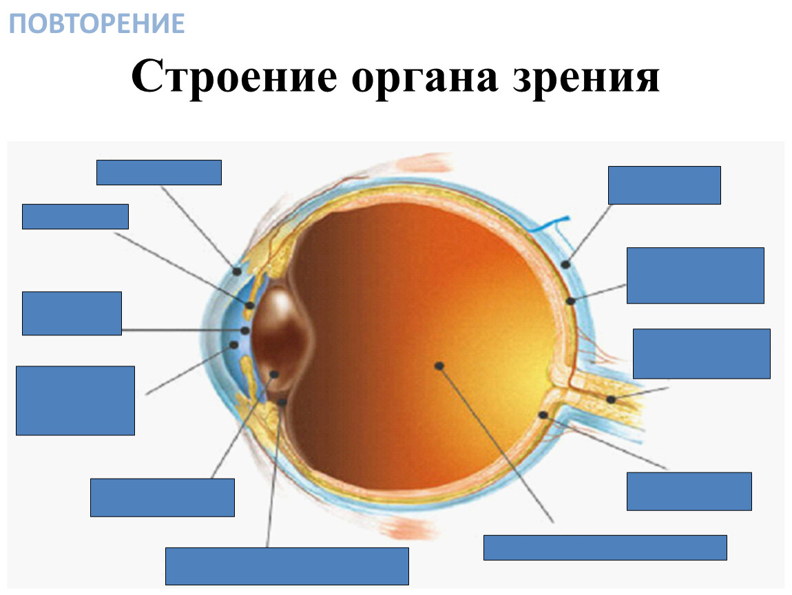 Где в органе зрения находится желтое. Строение органа зрения. Орган зрения анатомия. Строение зрительного анализатора. Органы чувств и их значение строение органа зрения.