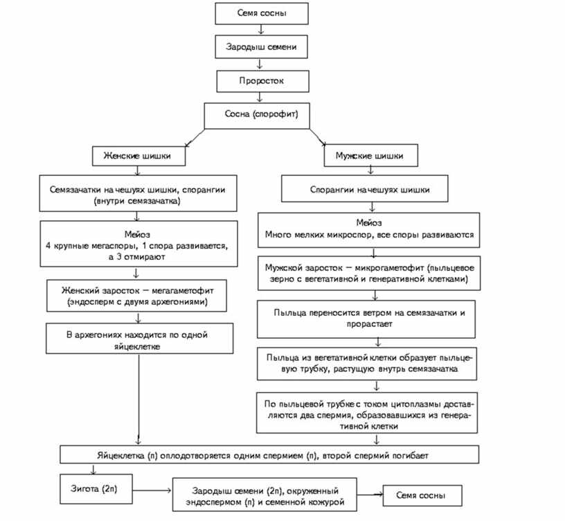 Развитие голосеменных растений схема