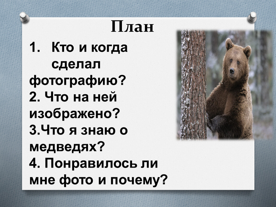 Медведь 5 книга. Камчатский бурый медведь 5 класс. Сочинение описание Камчатского медведя 5 класс.