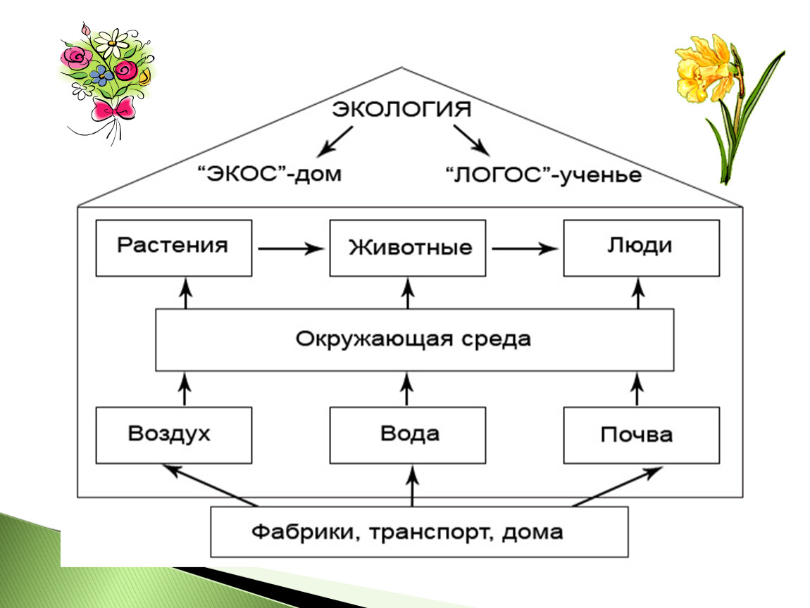 Экология слова презентация