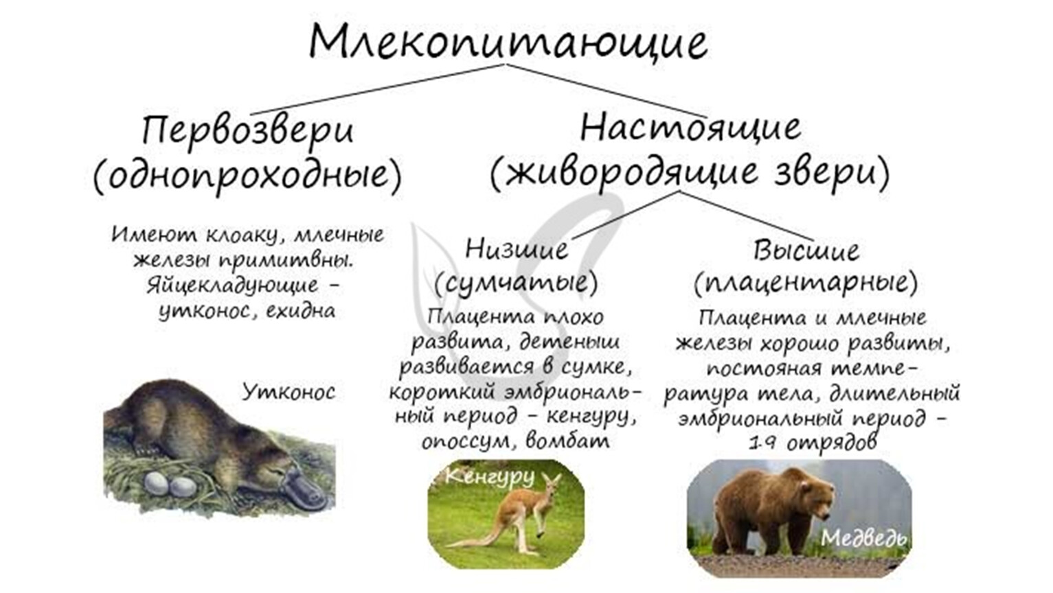 Класс млекопитающие классификация