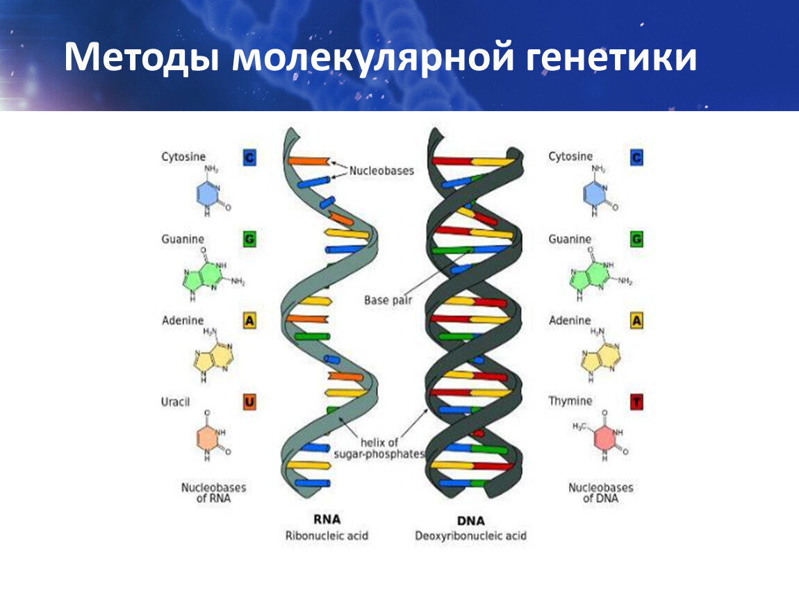 Молекулярно генетическая генетика