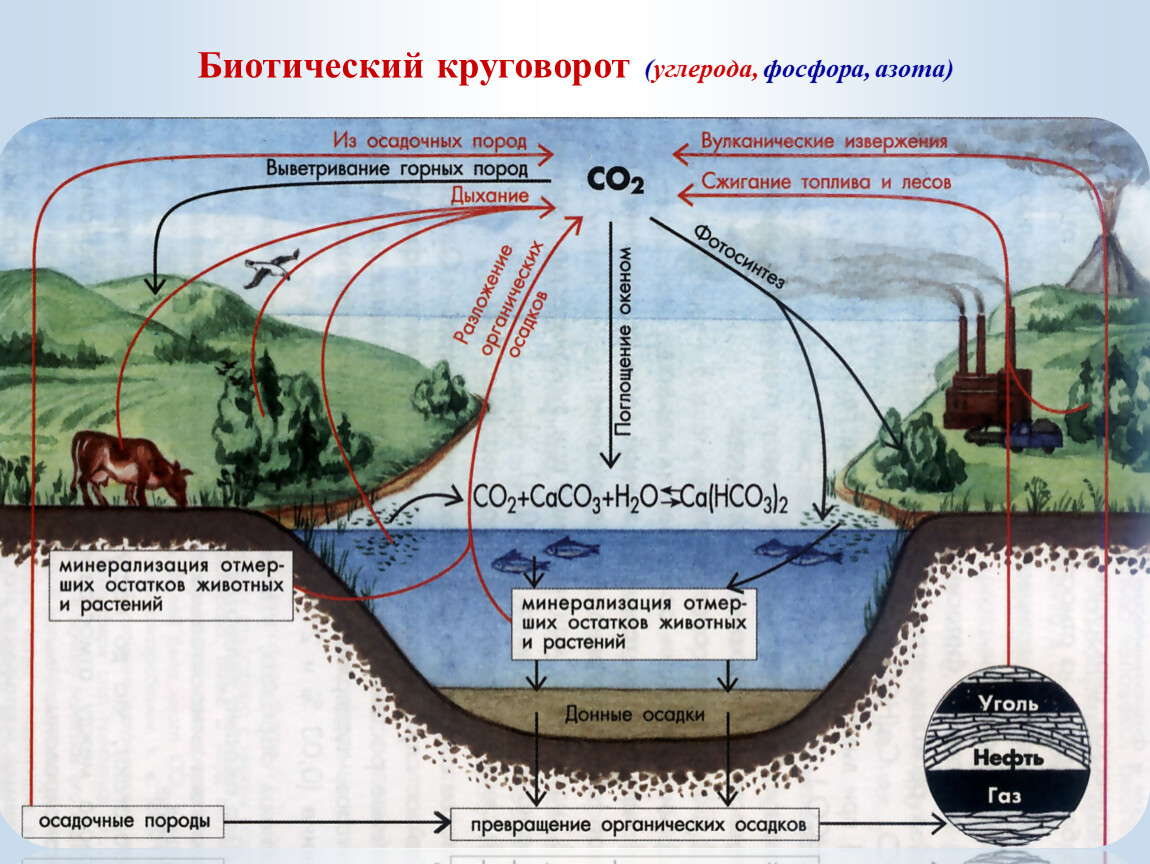Каким путем связанный углерод возвращается в атмосферу. Биогеохимические циклы круговорот углерода. Круговорот углерода (биогеохимический цикл) в биосфере. Биогеохимический цикл углерода в биосфере. Биотический круговорот углерода.