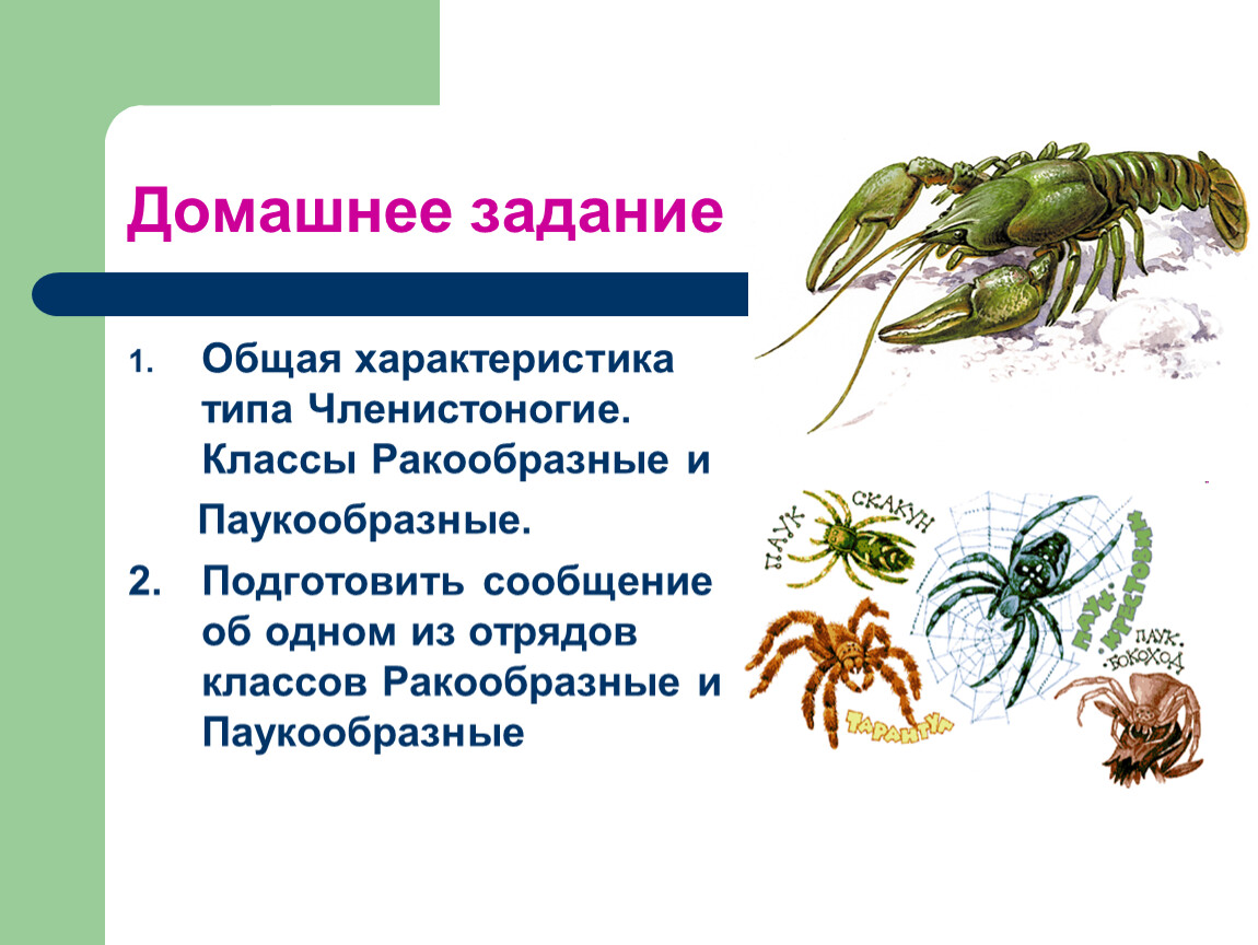 Характеристика класса членистоногие. Членистоногие паукообразные. Отряды ракообразных. Классы членистоногих. Класс паукообразные представители.