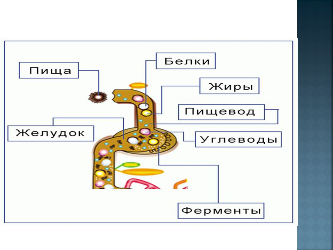 Презентация к уроку тема 