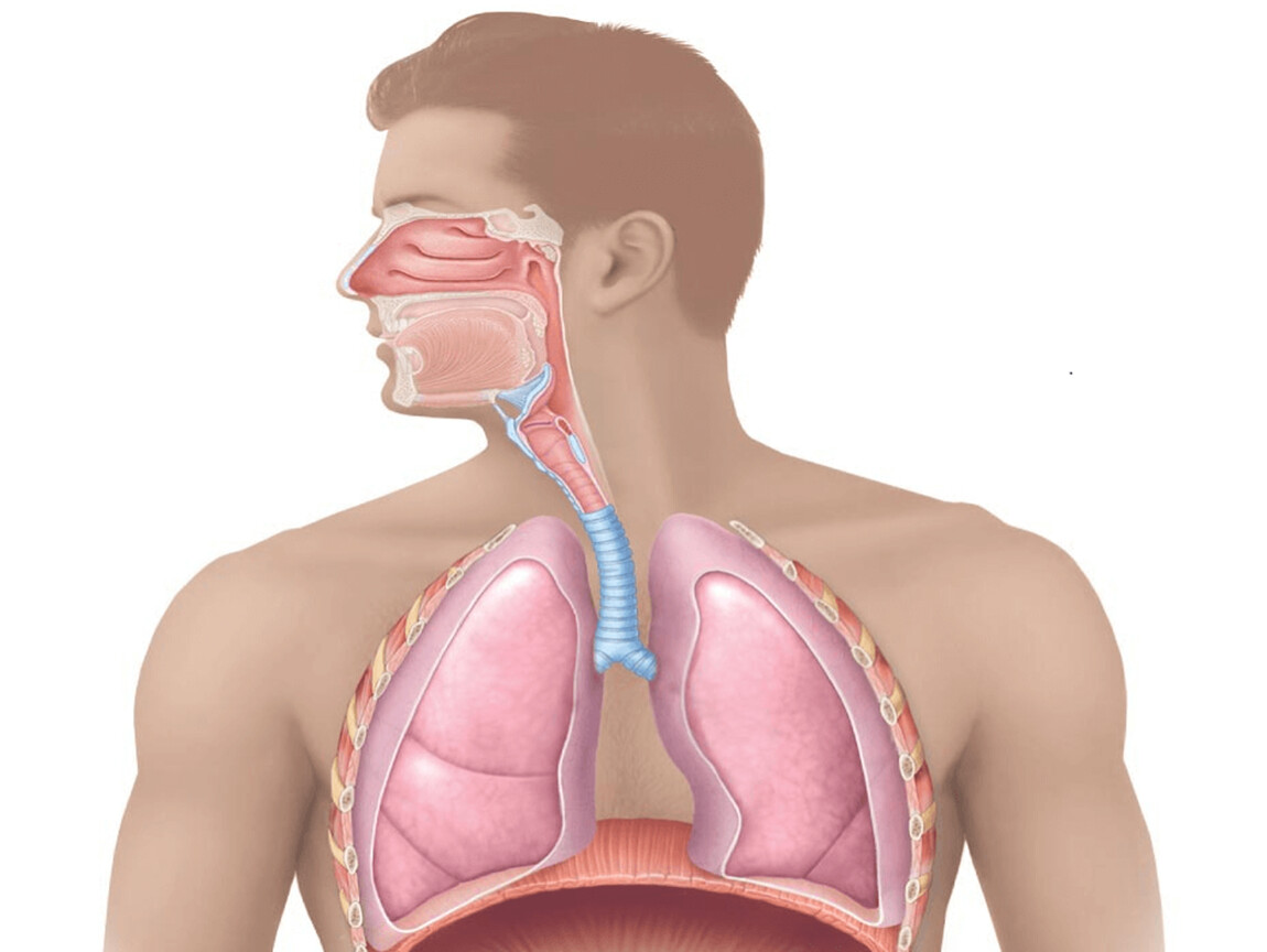 Органы верхних дыхательных путей человека фото