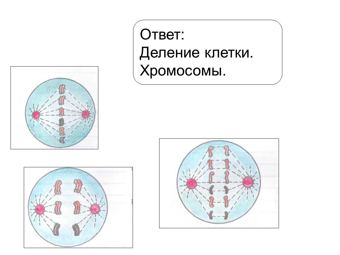 Фаза подготовки клетки к делению. Какой Тип деления клетки изображен на рисунке. Какая фаза деления клетки изображена на рисунке. Определите Тип и фазу деления клетки изображенной на рисунке. Опиедели виддпления клетки изобраденной нарисунке.