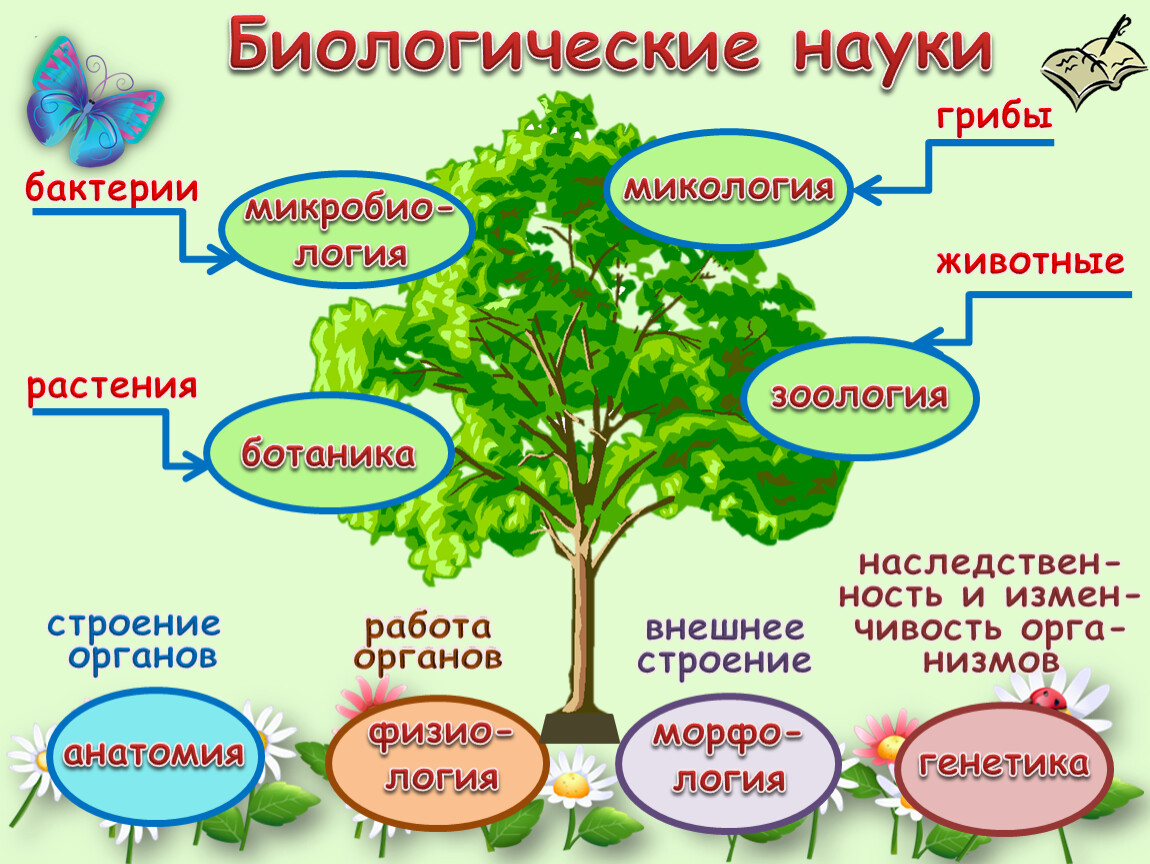 Описание класса биологии. Биологические науки. Небиологические науки. Биологические дисциплины. Что изучает биология.