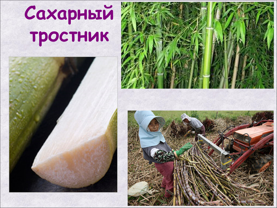 Сахарный тростник содержит 9. Сахарный тростник в Китае. Сахар из тростника- тростниковой сахар. Родина сахарного тростника. Добыча сахара из тростника.