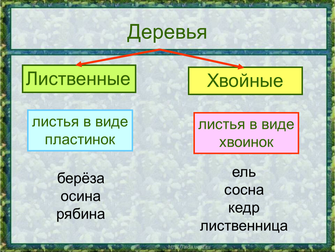 У растений листья в виде. Хвойные и лиственные растения. Хвойные и лиственные растения 2 класс. Хвойные и лиственные раст. Лиственные и хвойные деревья 2 класс.