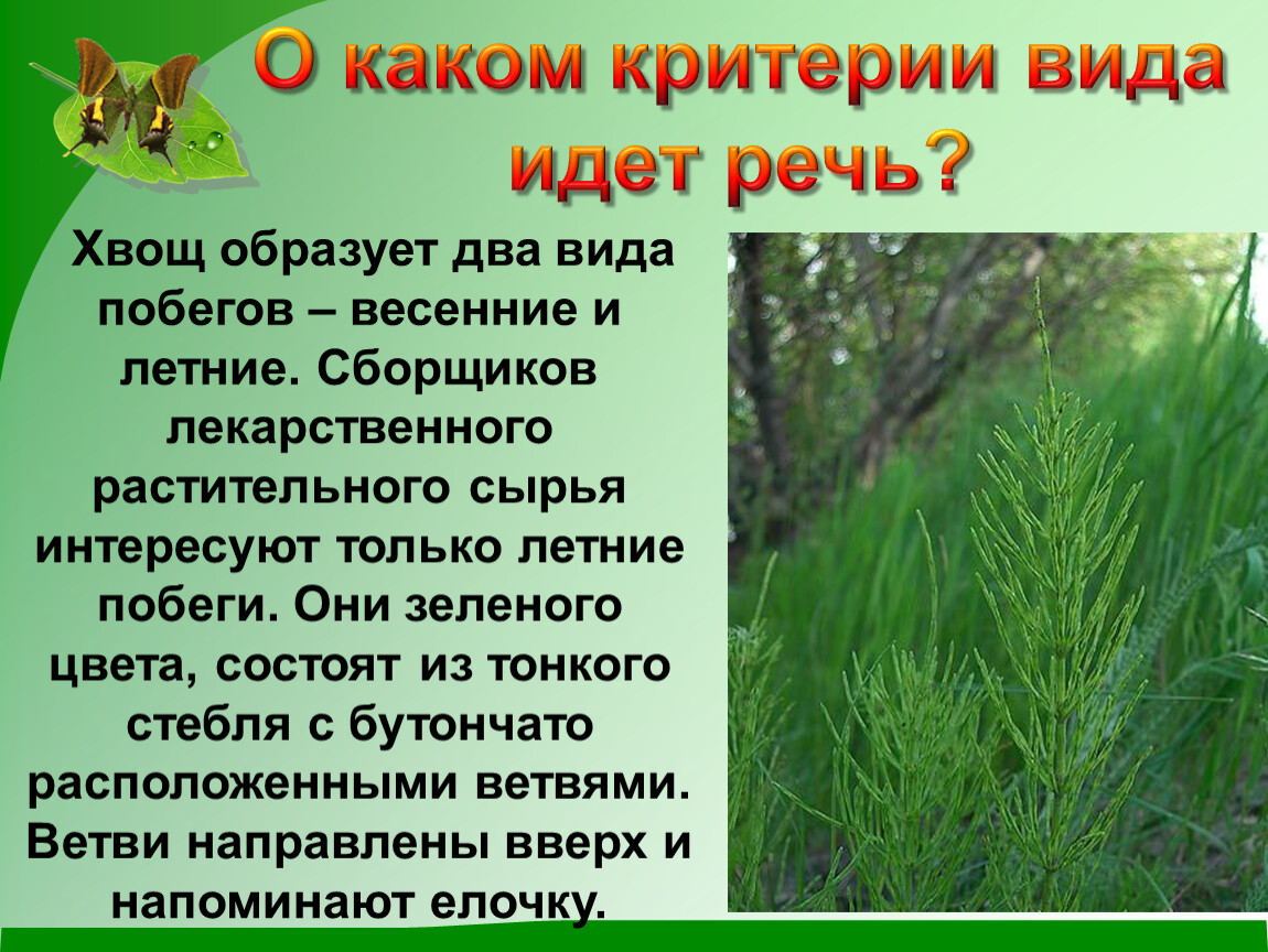 Идите какой вид. О каких критериях идет речь. О каком критерии вида идет речь. Хвощ образует два вида побегов весенние и летние критерии вида. ЛРС побеги.