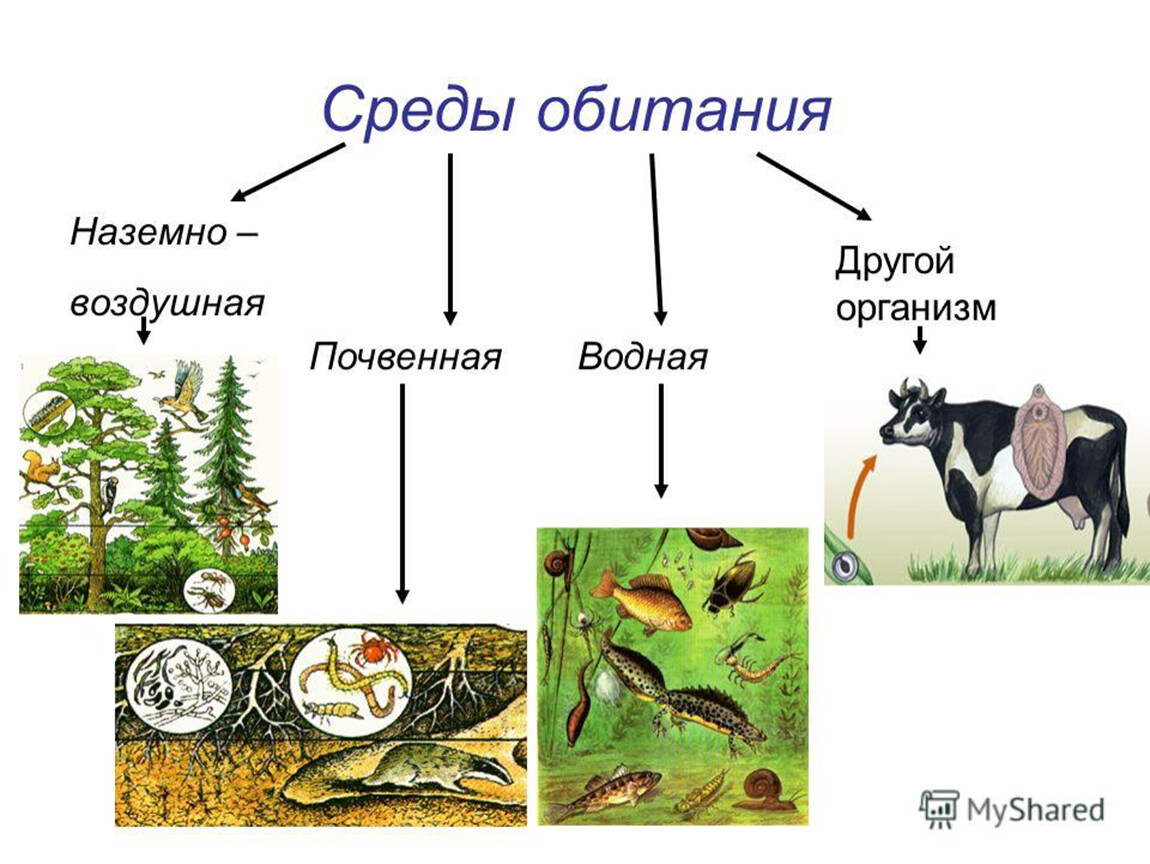 На земле существует четыре основные среды обитания. Среда обитания. Среды обитанияобитания. Среда. Среды жизни.