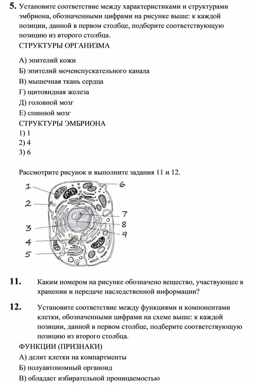 Установите соответствие между характеристиками и структурами эмбриона обозначенными цифрами на схеме