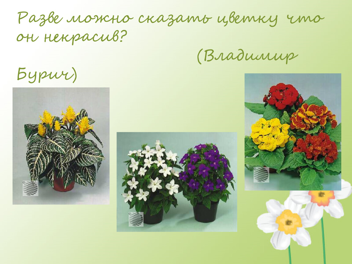 Скажи растение. Сказать о цветах. Разве можно сказать цветку что он некрасив. Комнатные растения скажут спасибо. Сказать про цветы какие они.