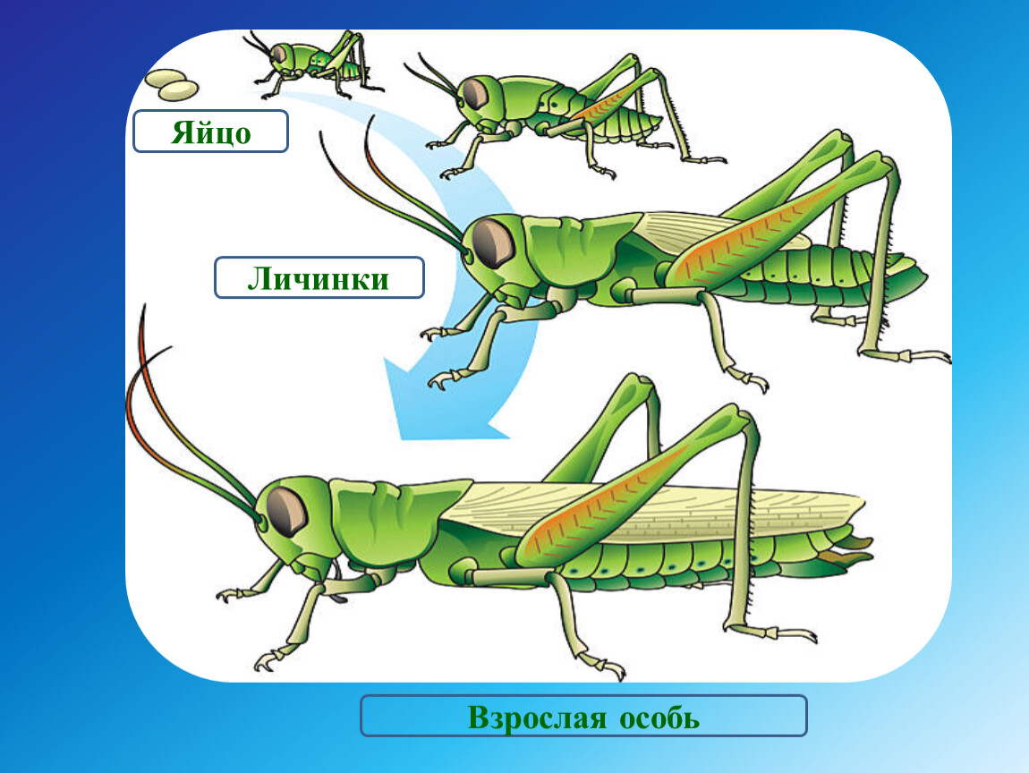Какой тип развития характерен для дыбки степной. Яйцо личинка взрослая особь. Личинка и взрослая особь кузнечика. Личинки и взрослые особи. Larva Orthocladiinae взрослая особь.