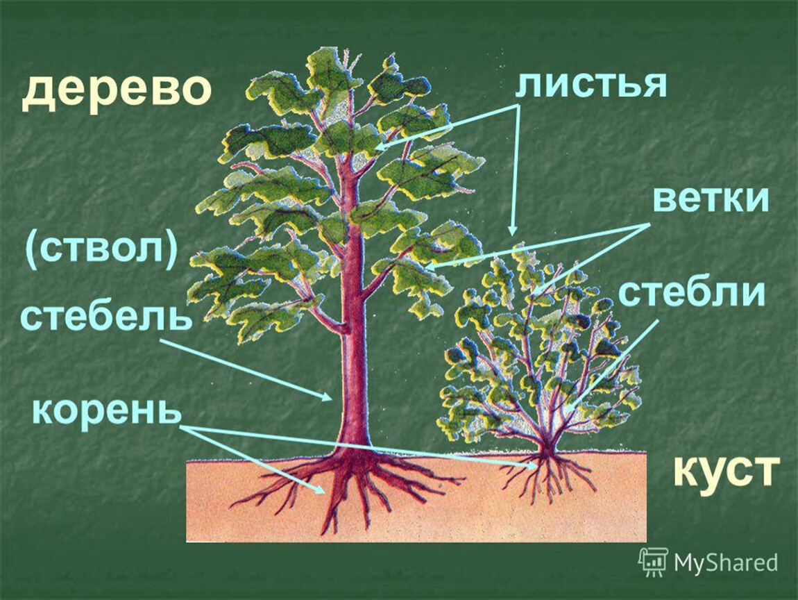 У каких растений есть корень. Строение дерева для детей. Строение кустарника. Части дерева и кустарника. Строение дерева схема.