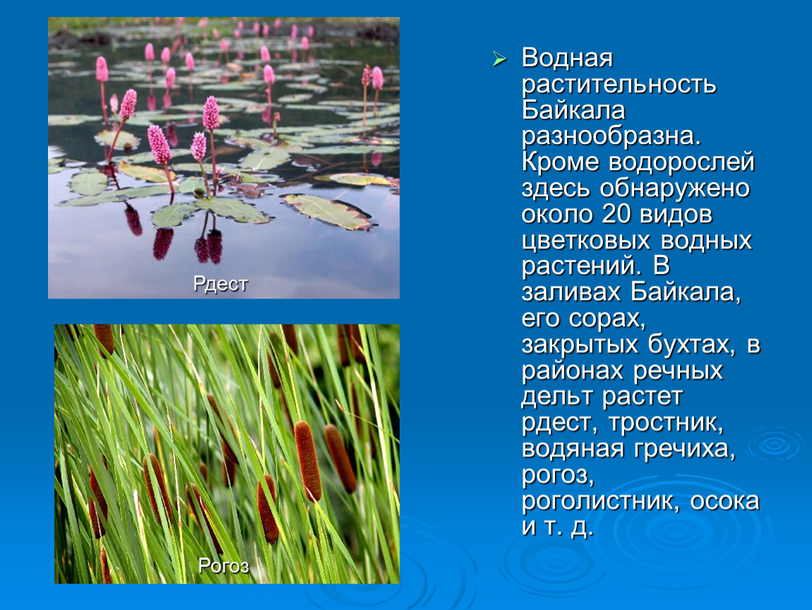 Растения и животные озера
