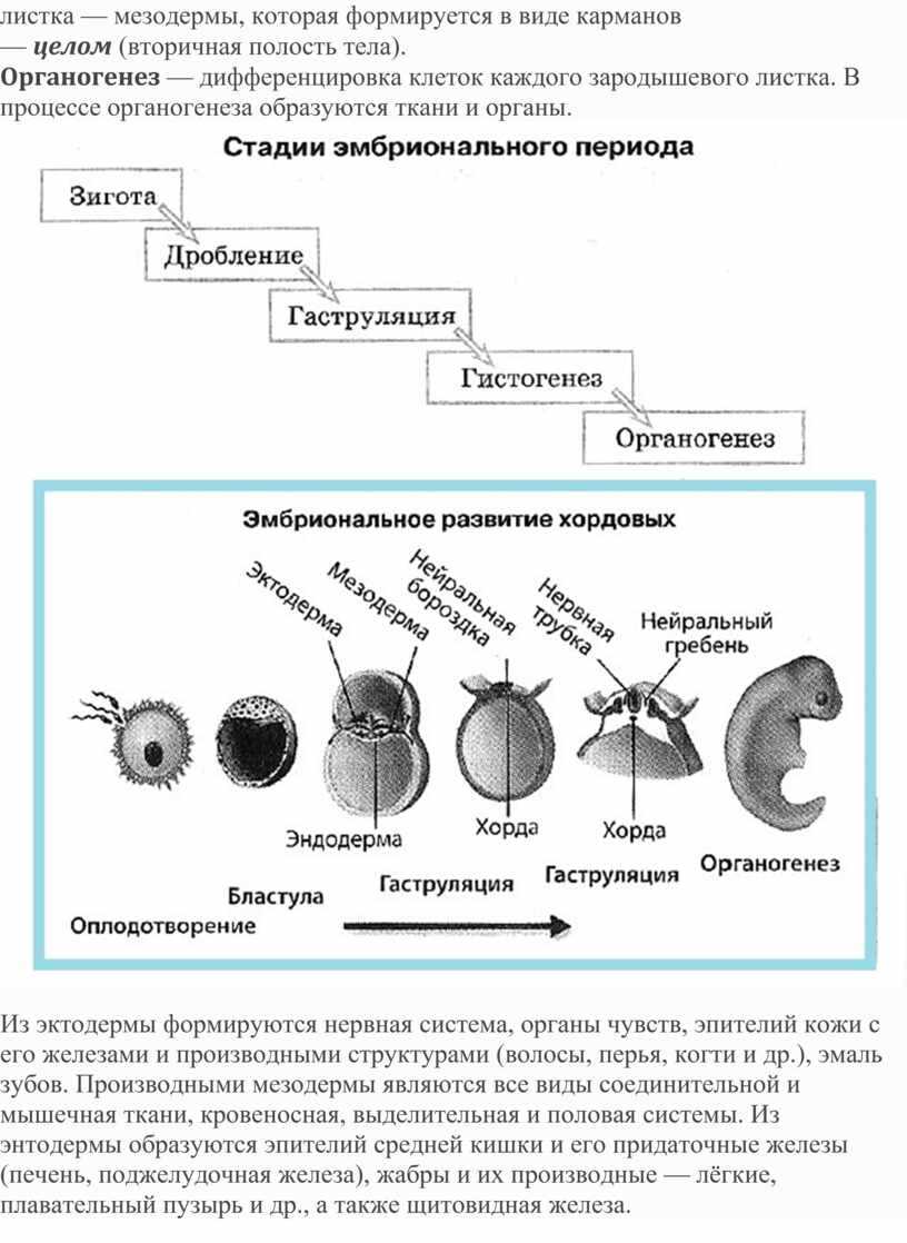 Этапы эмбрионального развития. Эмбриональный период развития дробление таблица. Стадии эмбрионального развития человека схема. Эмбриональный период онтогенеза схема. Этапы эмбрионального развития животных схема.