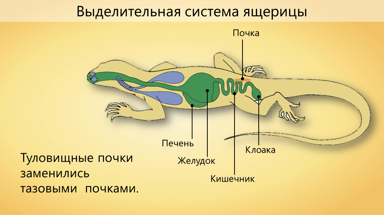 Выделительная система прыткой ящерицы