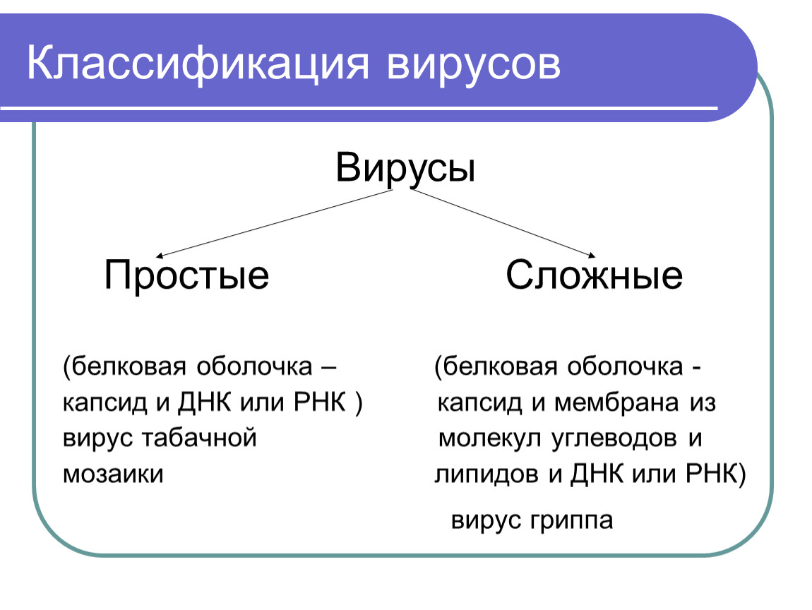 Урок биологии на тему 