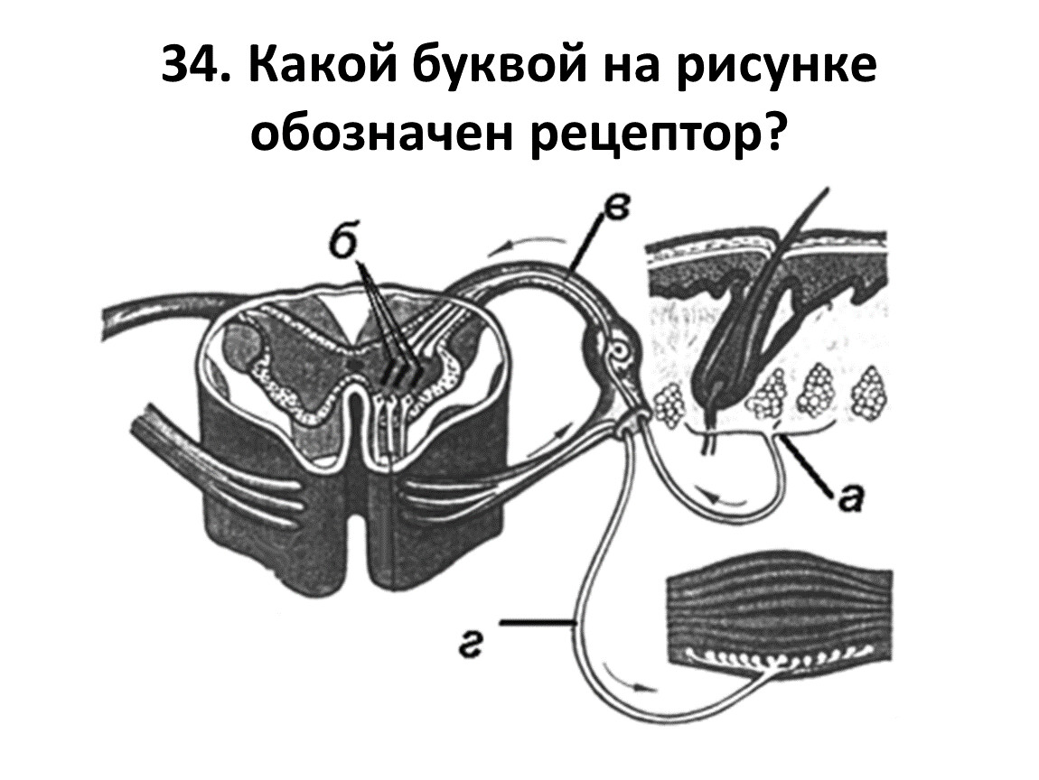 Какой буквой обозначен на рисунке двигательный нейрон