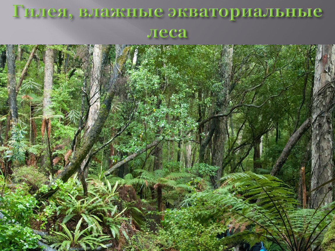 Влажные экваториальные леса это природная зона. Гилея Южной Америки это. Гилея в Африке. Влажные экваториальные леса Гилея. Гилея — влажные тропические леса.