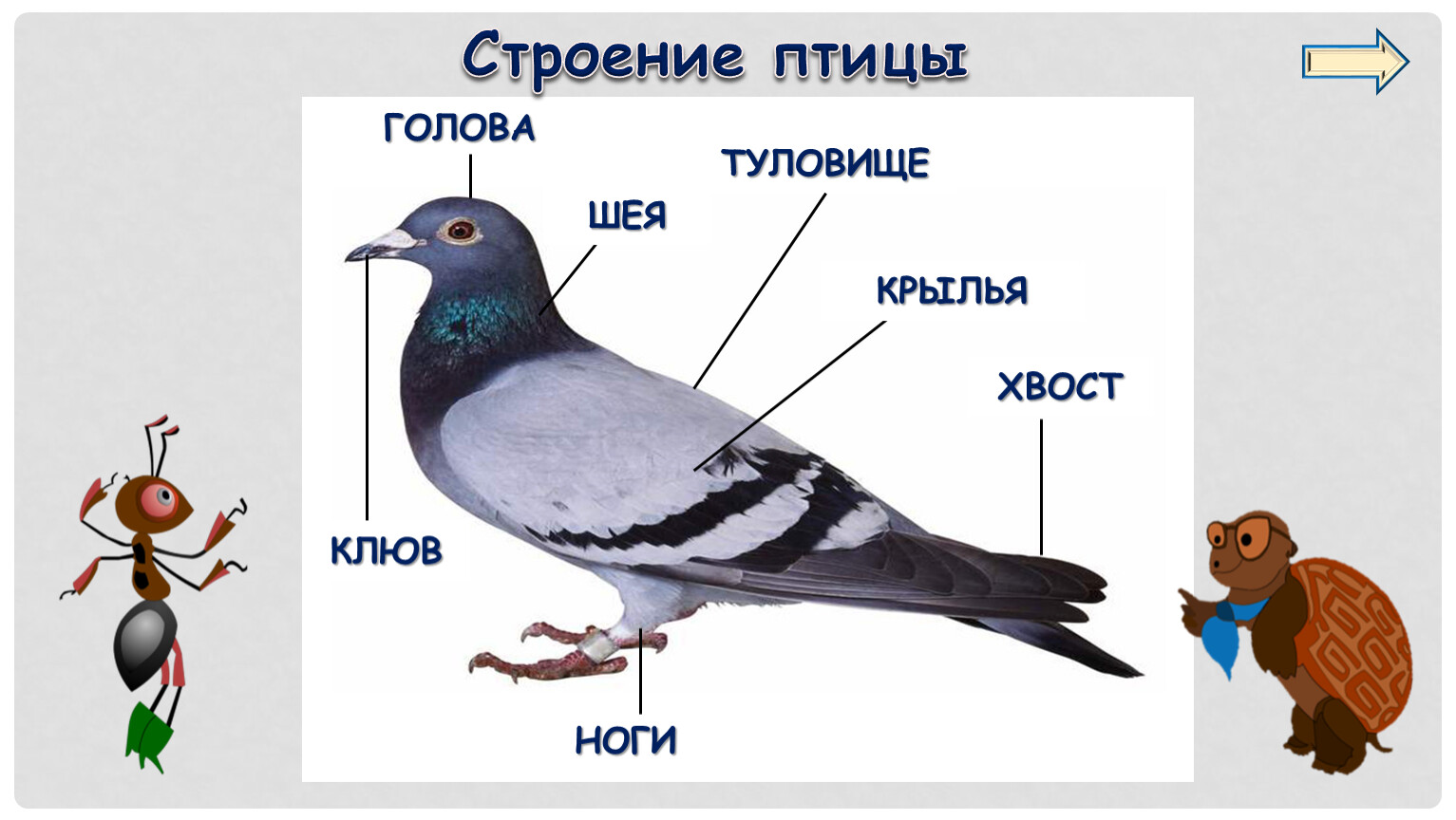 Назови части птицы