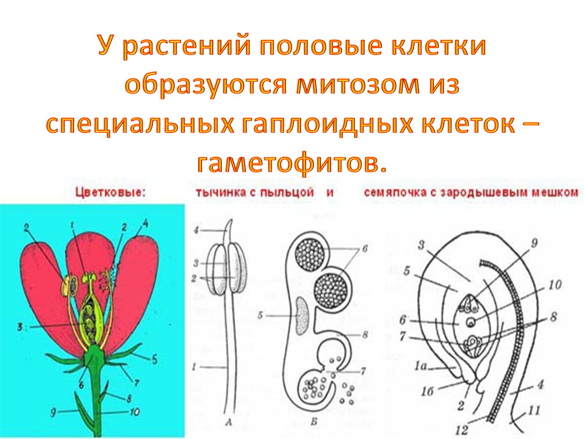 Половое размножение цветковых растений обеспечивают органы. Клетка цветковых растений. Половые клетки цветковых. Половые клетки цветкового растения. Мужские половые клетки цветковых растений.