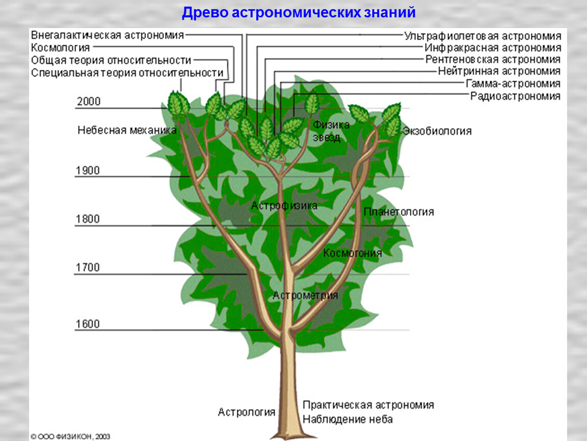 Древо 5. Древо астрономических знаний. Древо развития астрономии. Древорвзвитие астрономии. Древо развития астрономииэ.